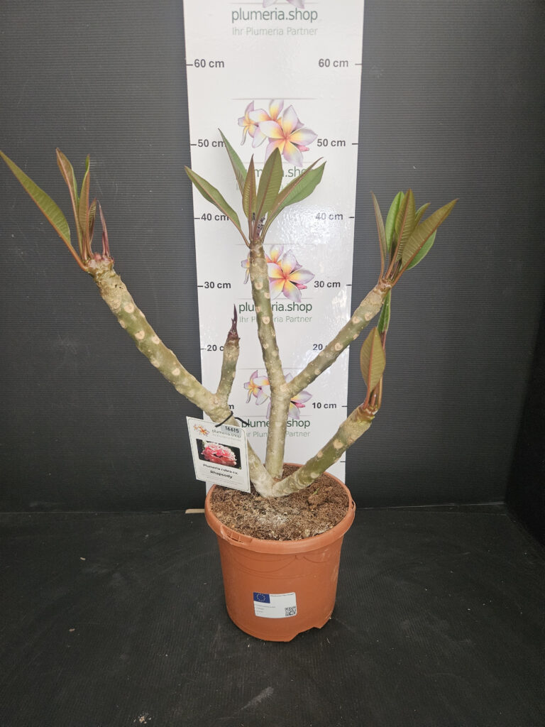 Plumeria rubra „Rhapsody“ #16615