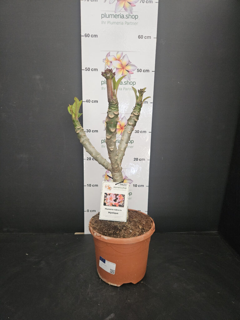 Plumeria rubra „Mystique“ #16623