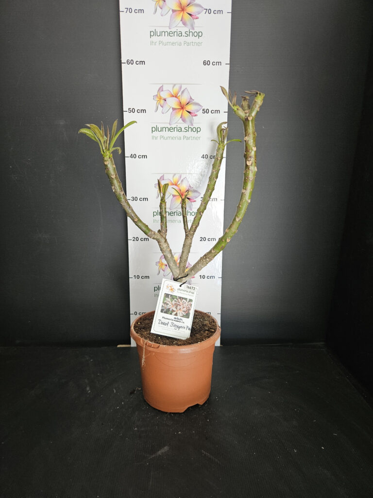 Plumeria obtusa „Dwarf Singapore Pink“ #16673