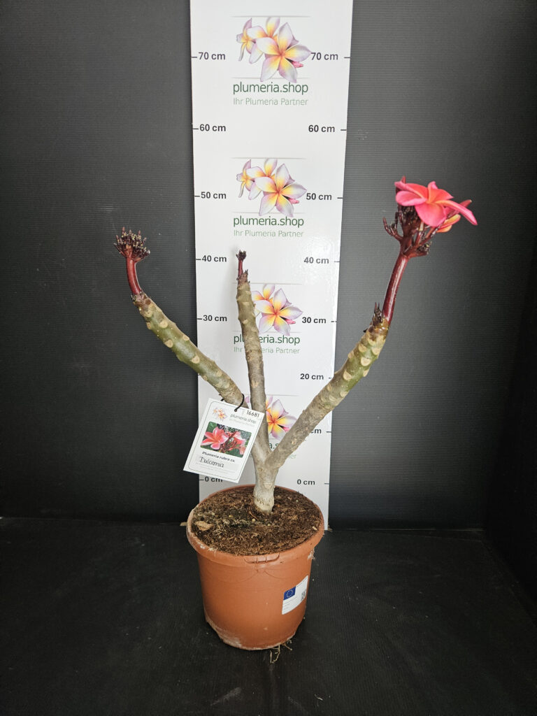 Plumeria rubra „Orange 60“ #16681