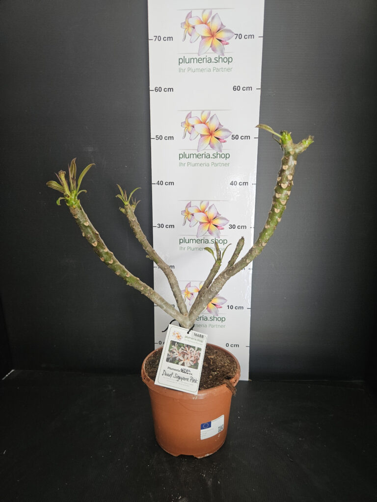 Plumeria obtusa „Dwarf Singapore Pink“ #16688