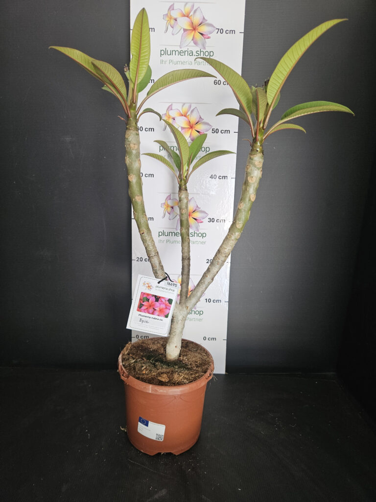 Plumeria rubra „Epic“ #16695