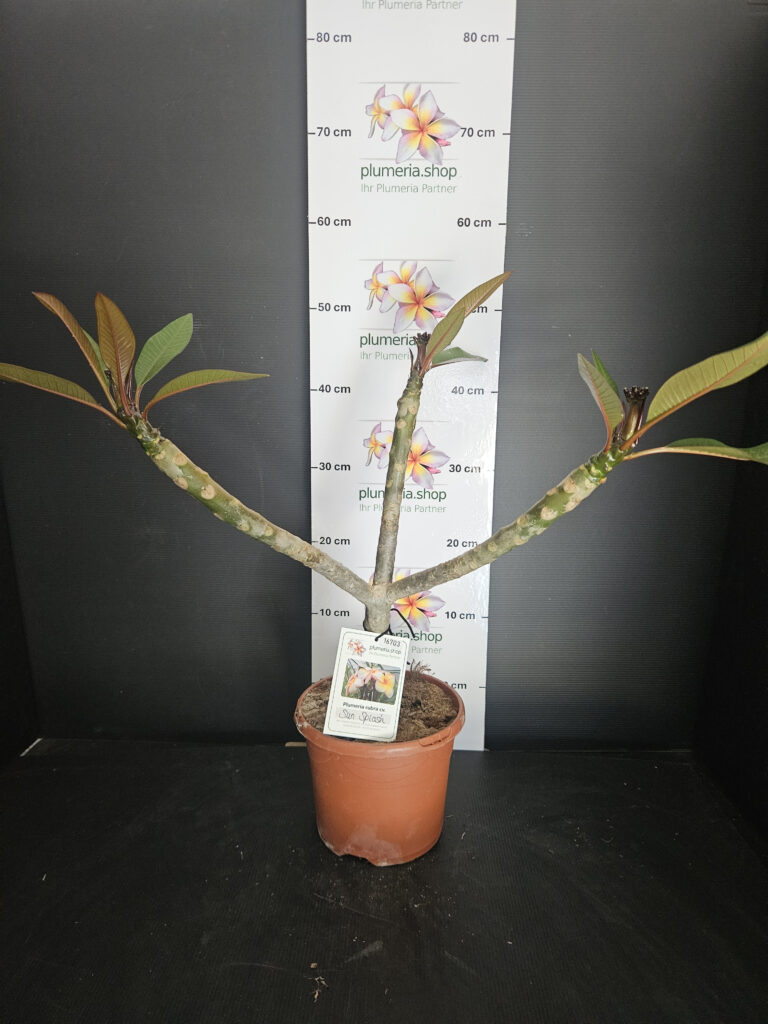 Plumeria rubra „Sun Splash“ #16703