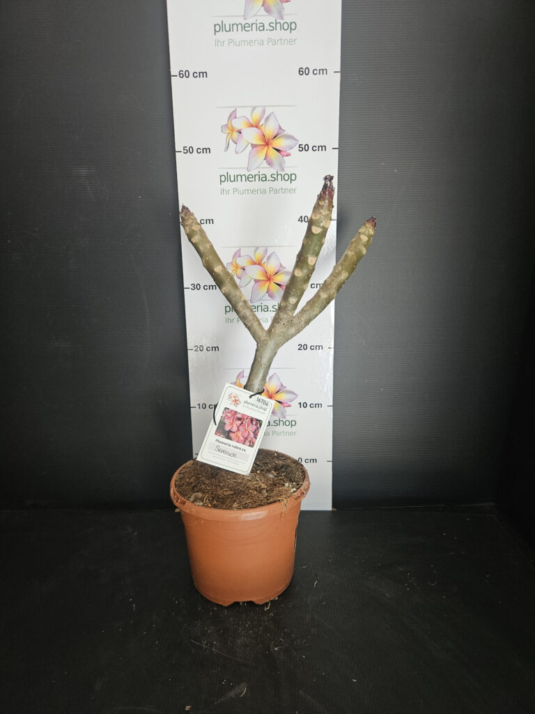 Plumeria rubra „Serenade“ #16704