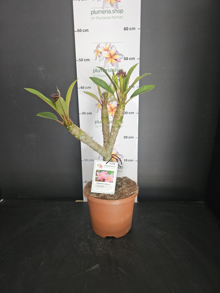 Plumeria rubra „Divine“ #16705