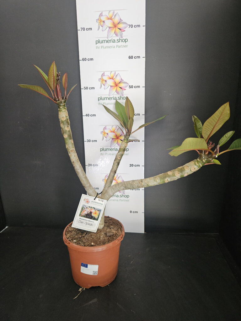 Plumeria rubra „Sun Splash“ #16716