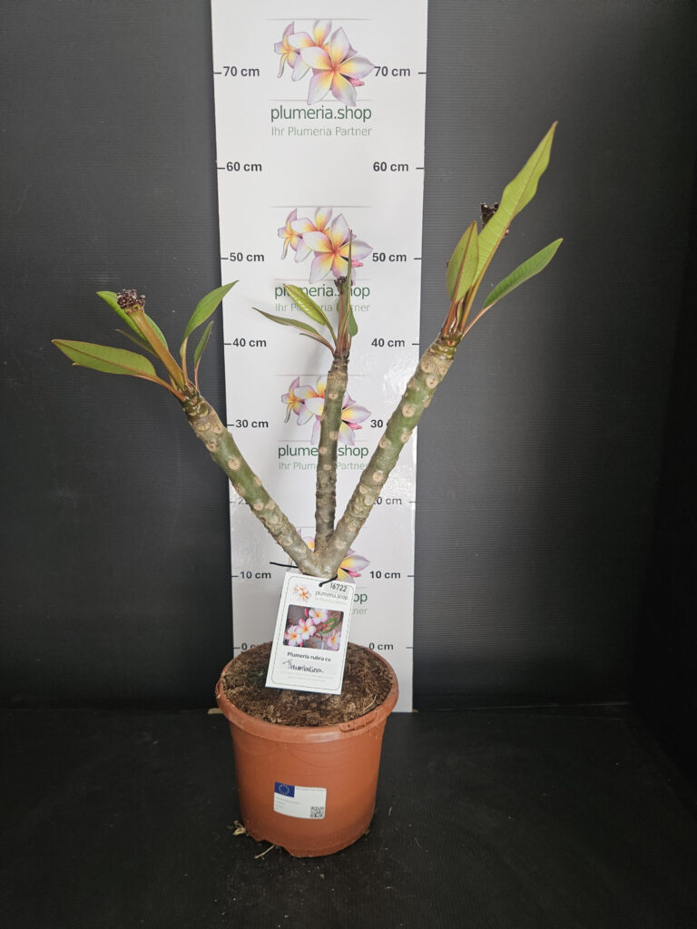 Plumeria rubra „Thumbalina“ #16722