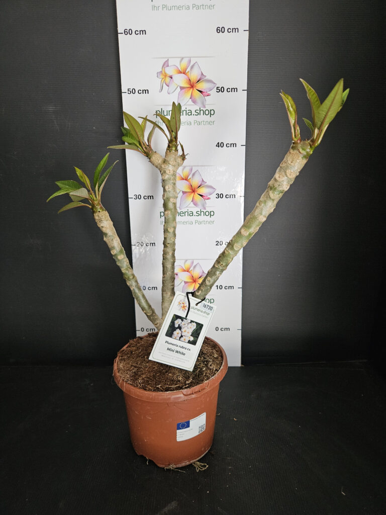 Plumeria rubra „Mini White“ #16730