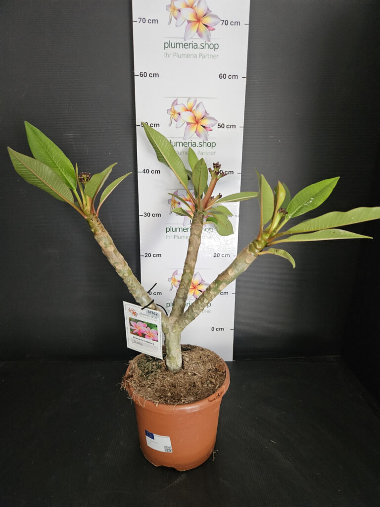 Plumeria rubra „Divine“ #16742