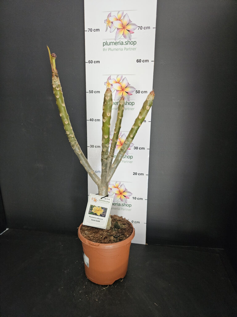 Plumeria rubra „Inca Gold“ #16744