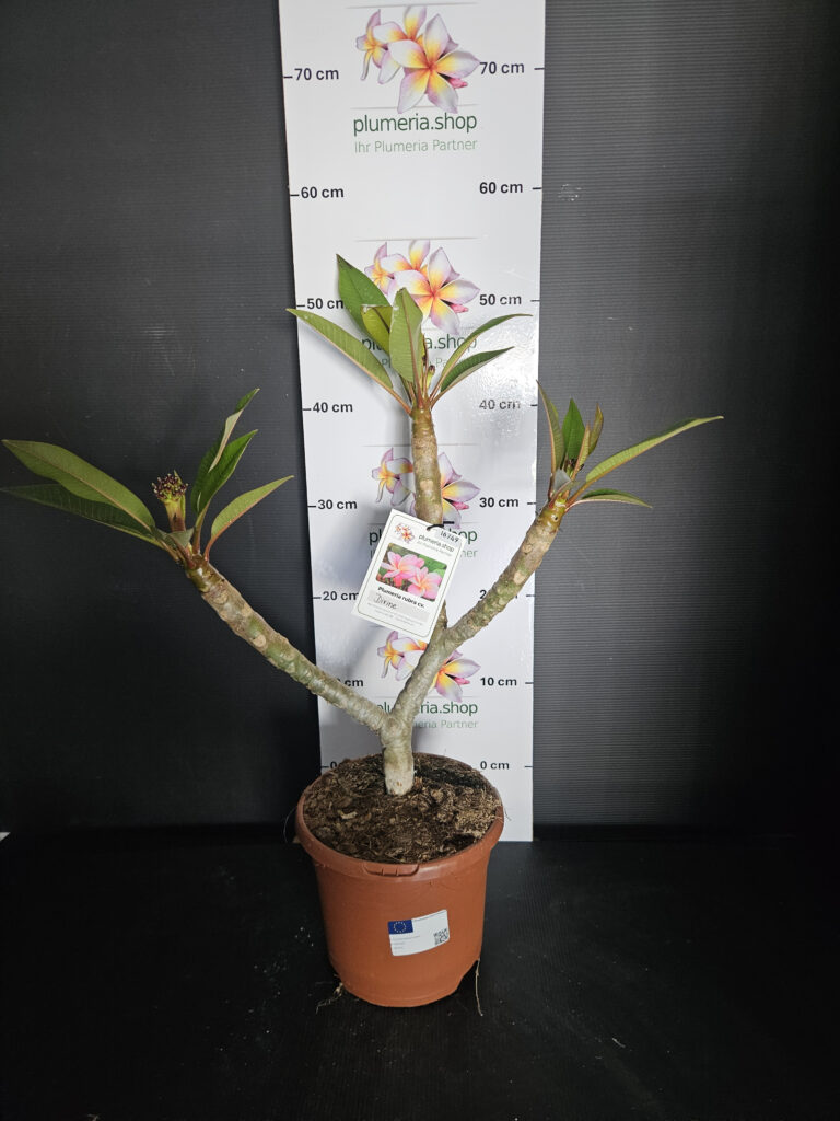 Plumeria rubra „Divine“ #16749