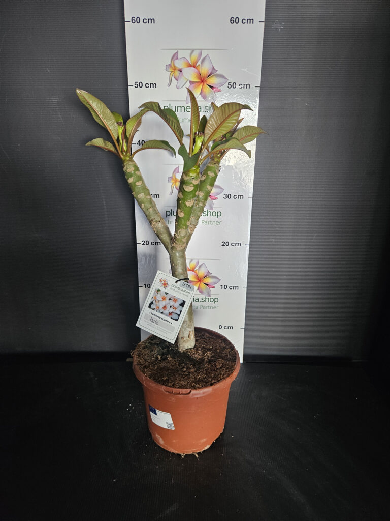 Plumeria rubra „Halo“ #16781