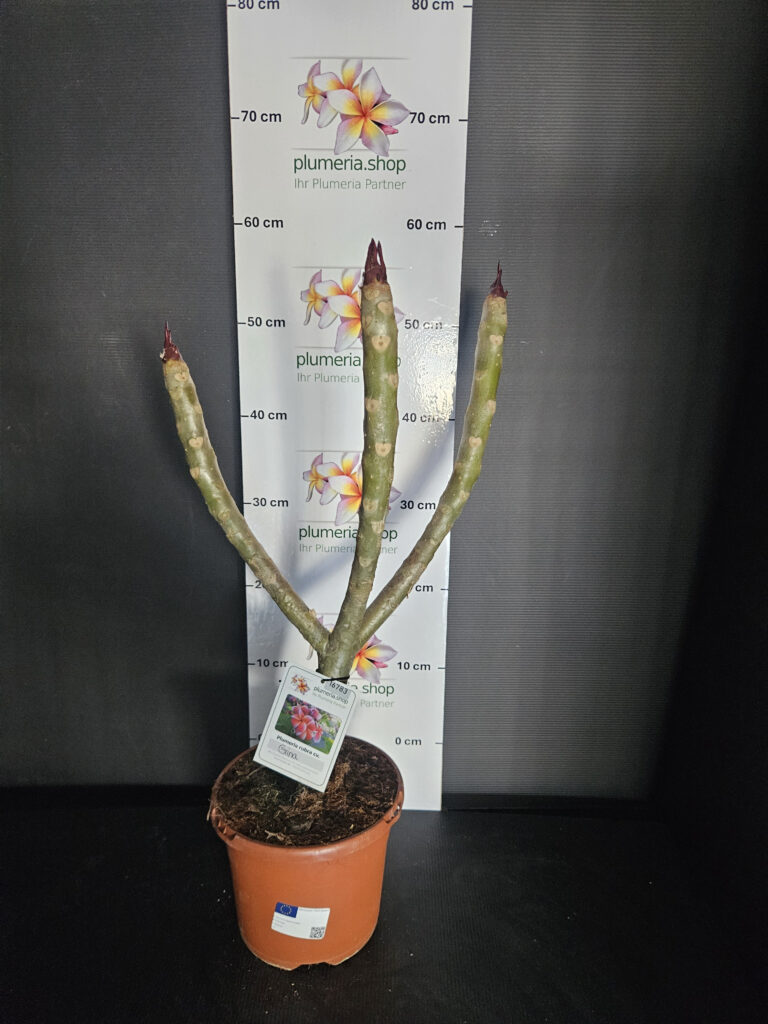 Plumeria rubra „Gina“ #16783