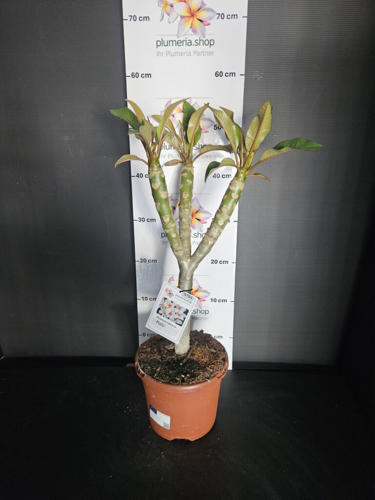 Plumeria rubra „Halo“ #16784