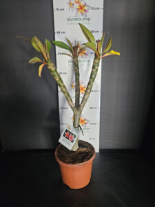 Plumeria rubra „Synchronicity“ #16793