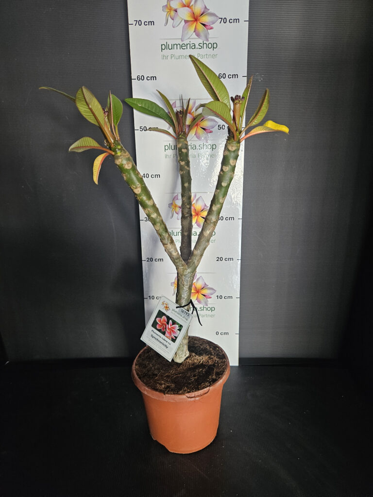 Plumeria rubra „Synchronicity“ #16793
