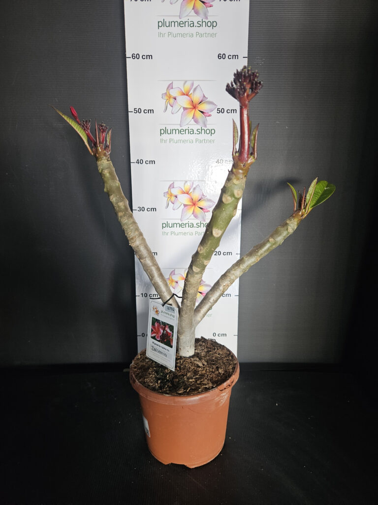 Plumeria rubra „Orange 60“ #16794