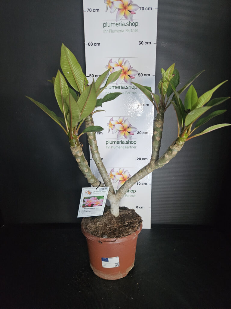 Plumeria rubra „Divine“ #16802