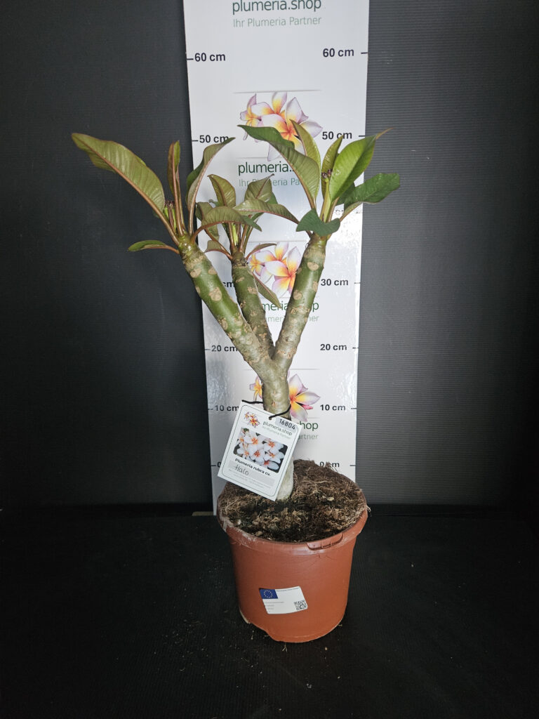 Plumeria rubra „Halo“ #16804