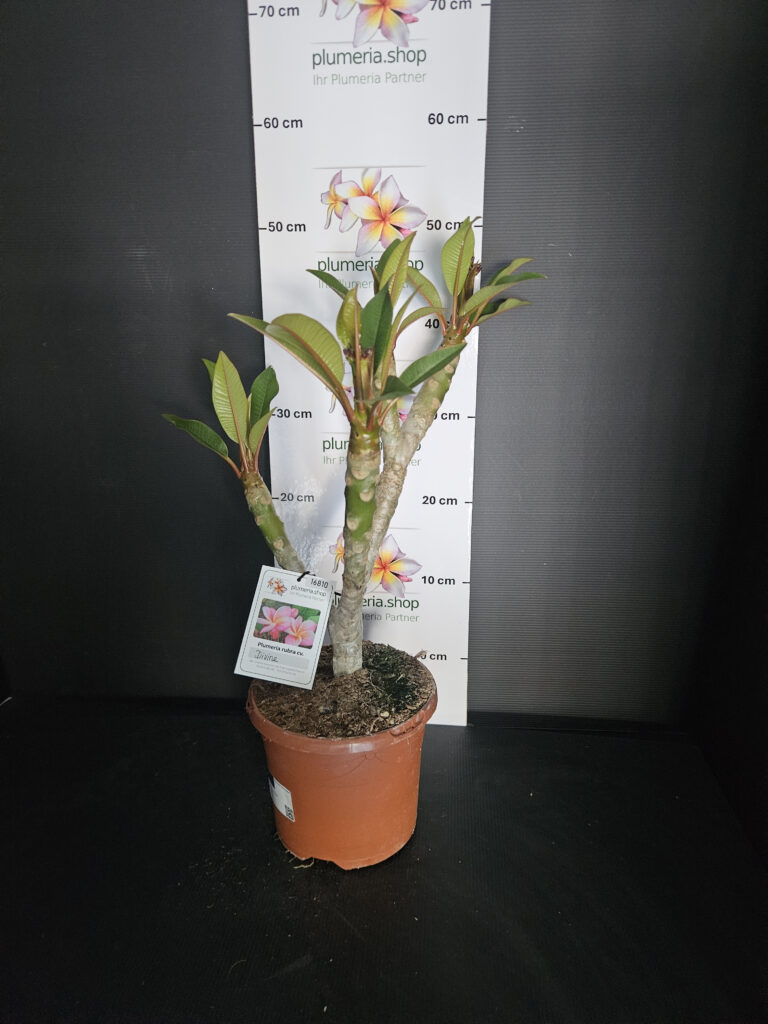 Plumeria rubra „Divine“ #16810