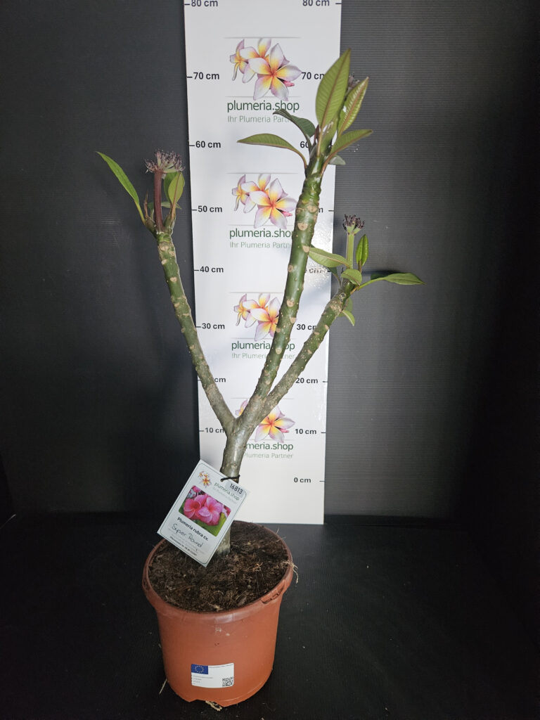 Plumeria rubra „Super Round“ #16813