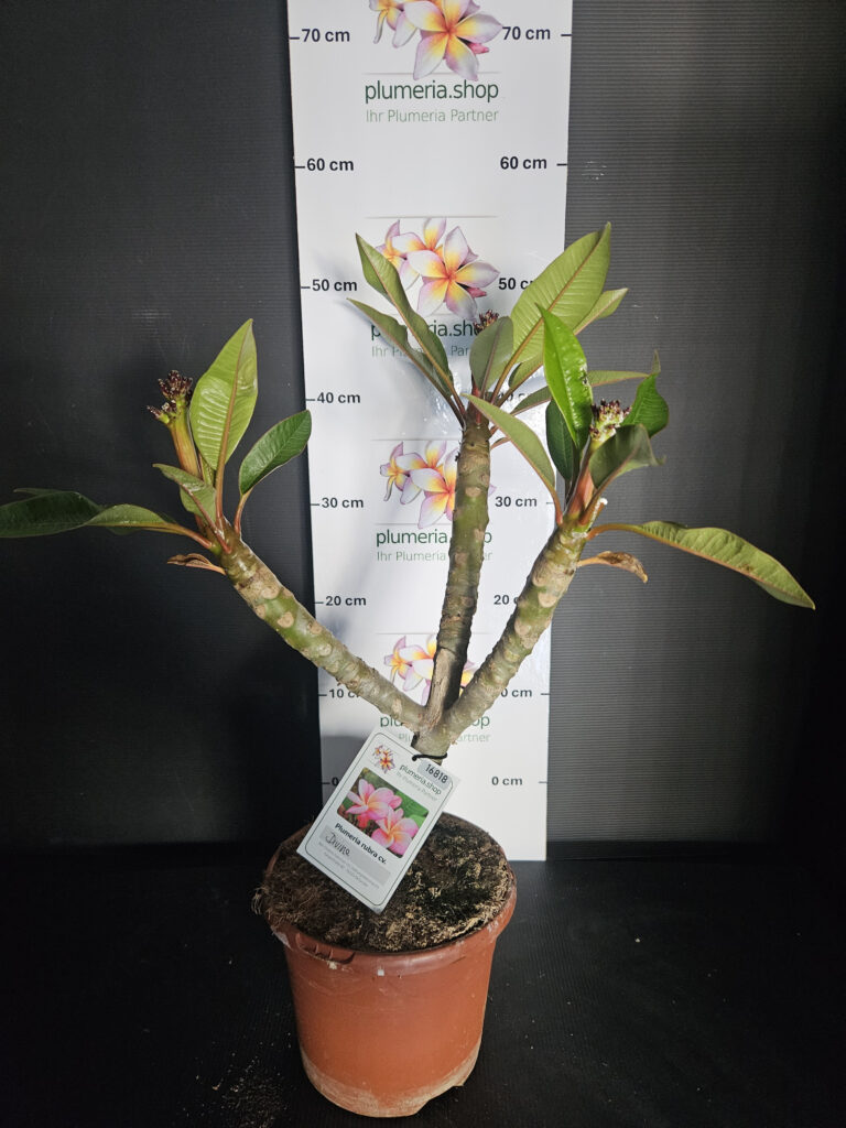 Plumeria rubra „Divine“ #16818
