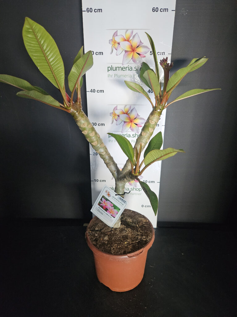 Plumeria rubra „Divine“ #16822