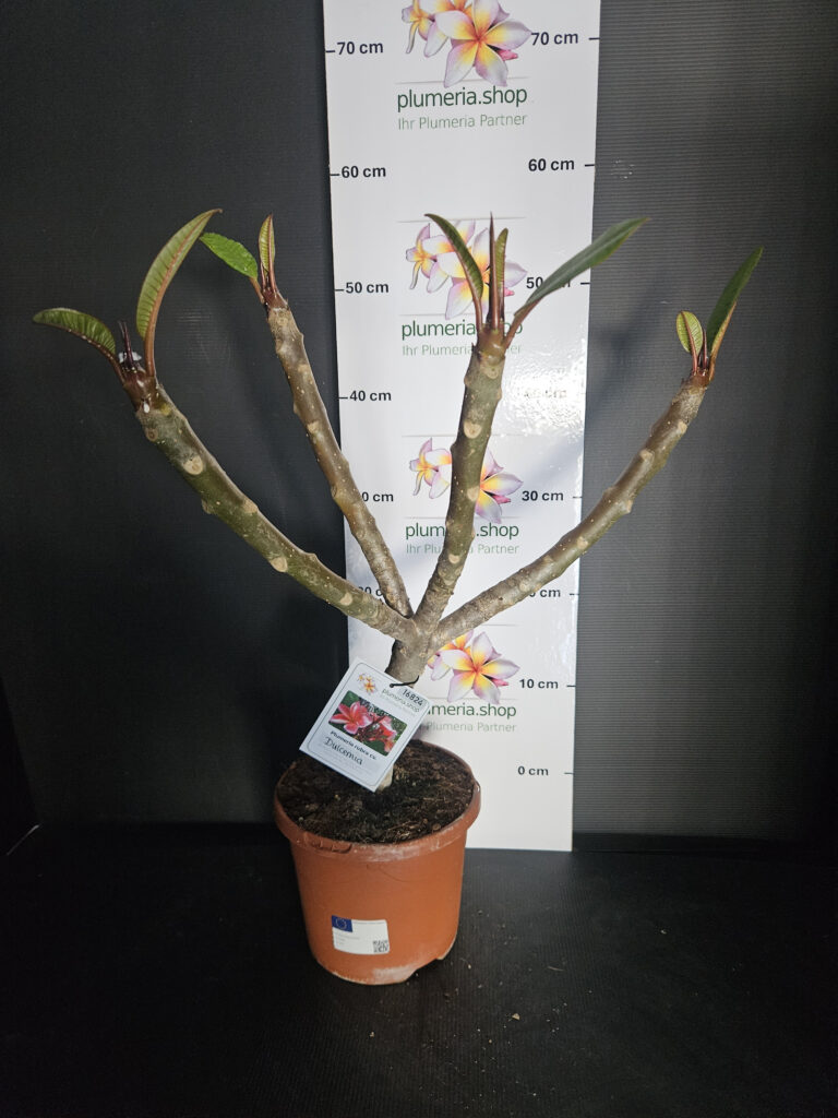 Plumeria rubra „Orange 60“ #16824