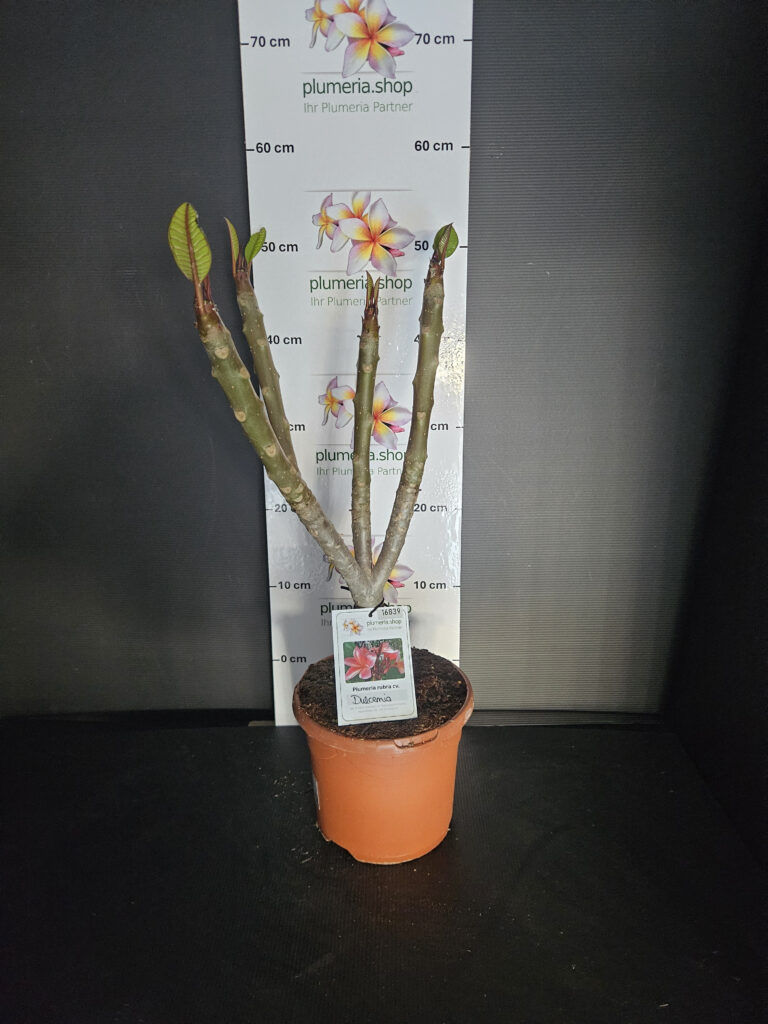 Plumeria rubra „Orange 60“ #16839