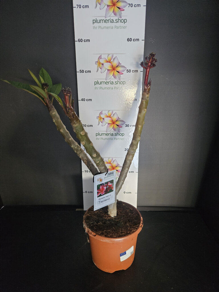 Plumeria rubra „Orange 60“ #16840
