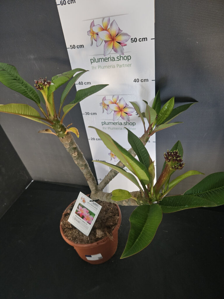 Plumeria rubra „Divine“ #16851