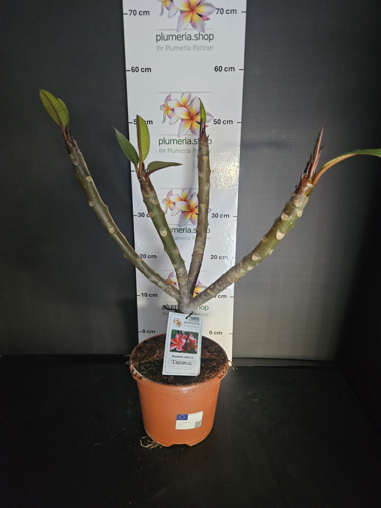 Plumeria rubra „Orange 60“ #16855