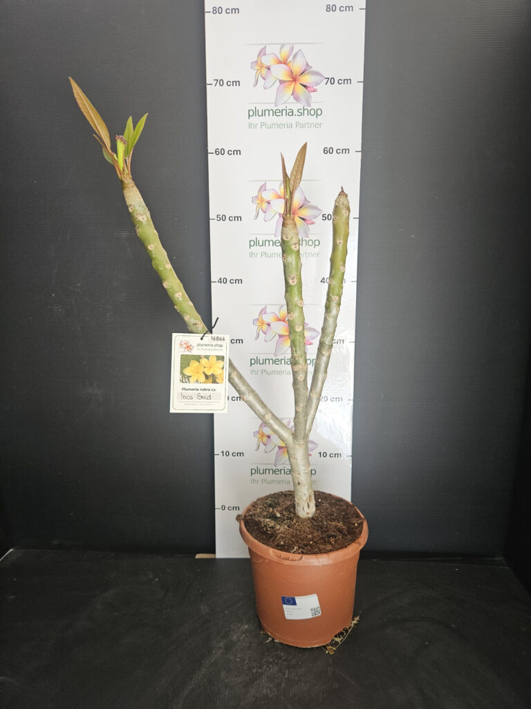 Plumeria rubra „Inca Gold“ #16866