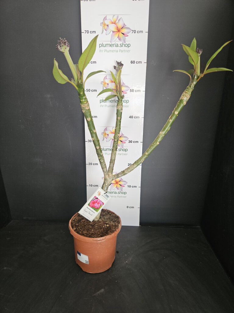 Plumeria rubra „Super Round“ #16901