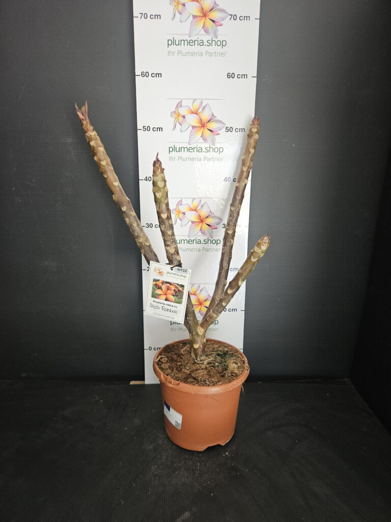 Plumeria rubra „Musk Rainbow“ #16902