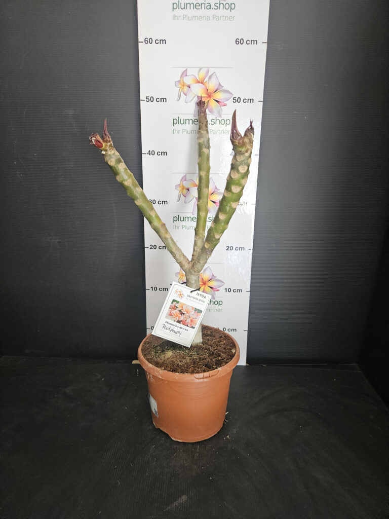Plumeria rubra „JJ Potpourri“ #16904