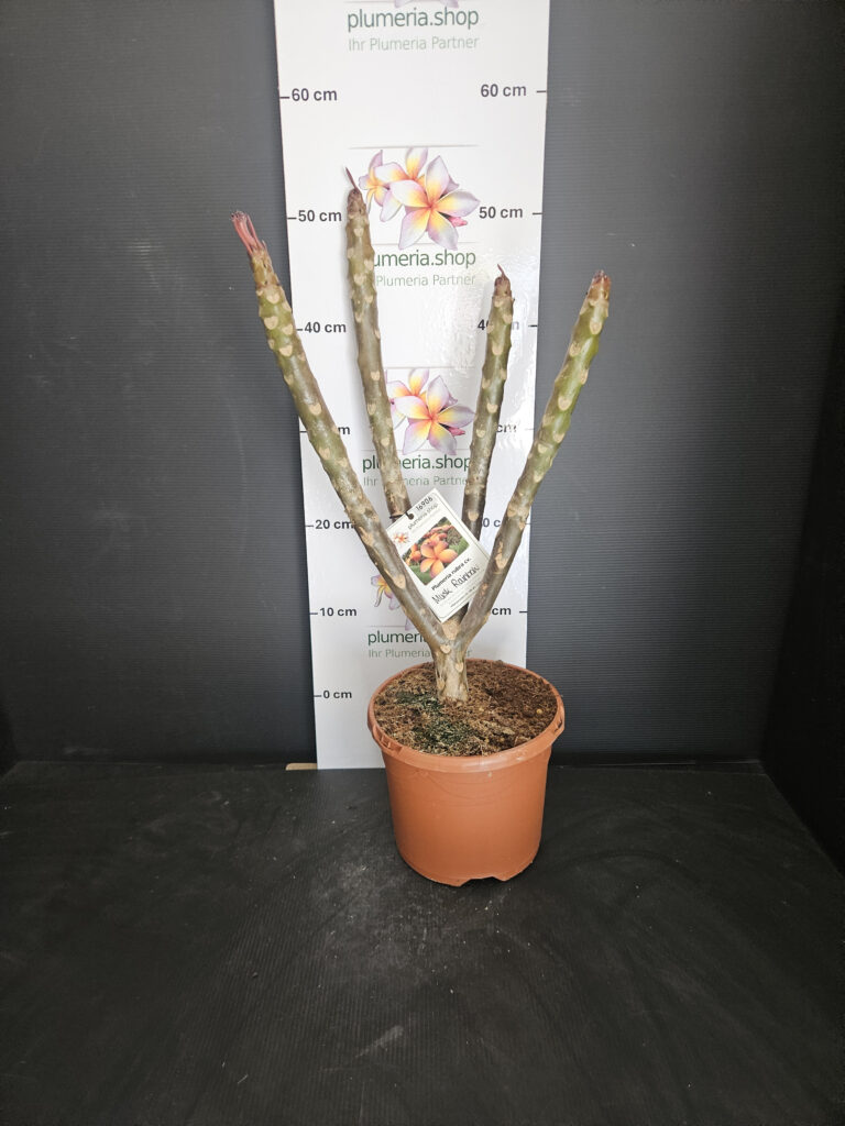 Plumeria rubra „Musk Rainbow“ #16906