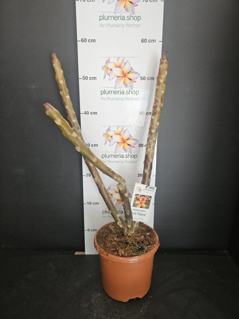 Plumeria rubra „Musk Rainbow“ #16908