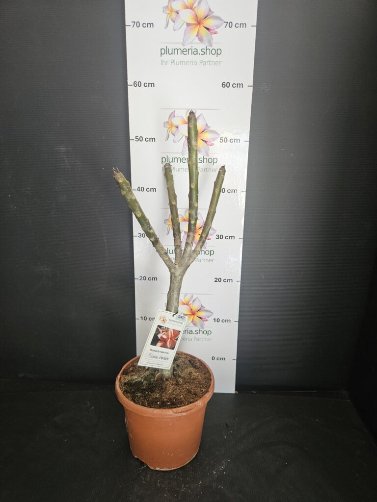 Plumeria rubra „Queen Amber“ #16917