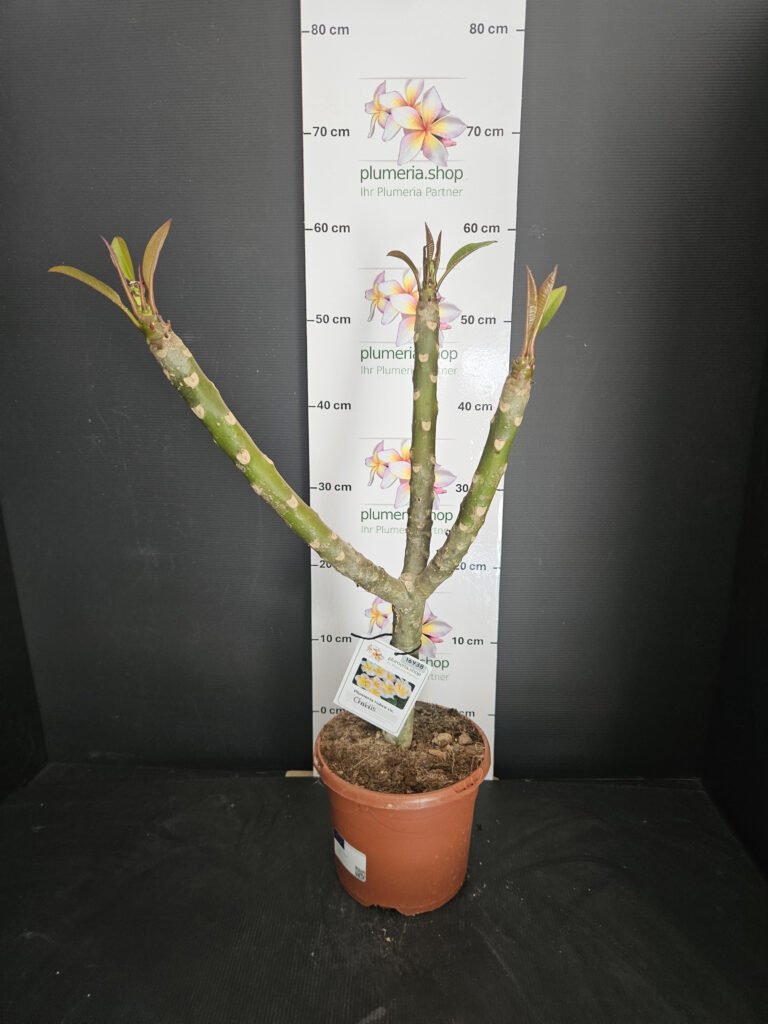 Plumeria rubra „Chablis“ #16938