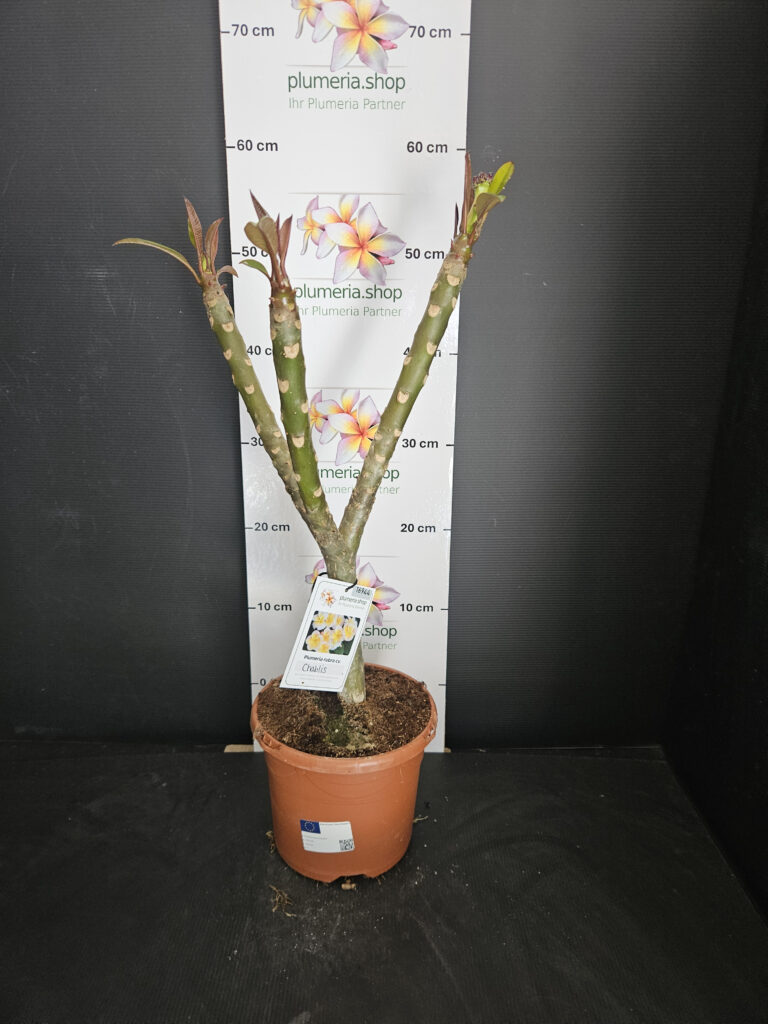 Plumeria rubra „Chablis“ #16944