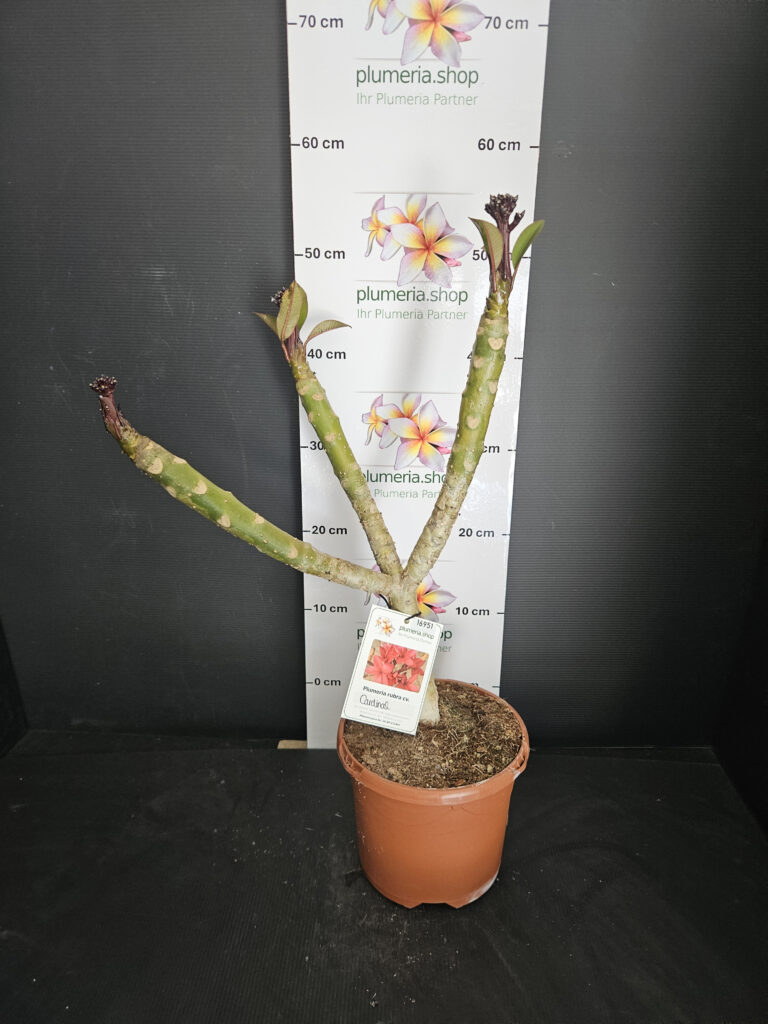 Plumeria rubra „Cardinal“ #16951
