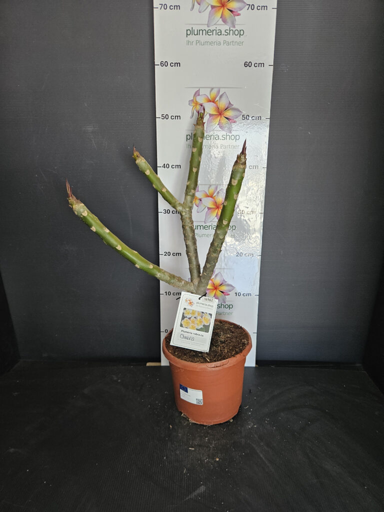 Plumeria rubra „Chablis“ #16962