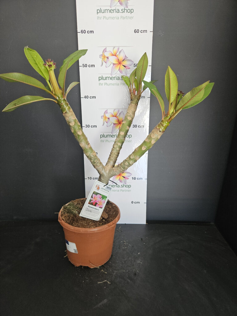 Plumeria rubra „Divine“ #16973