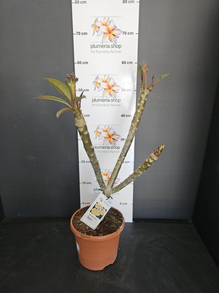 Plumeria rubra „Chablis“ #16983