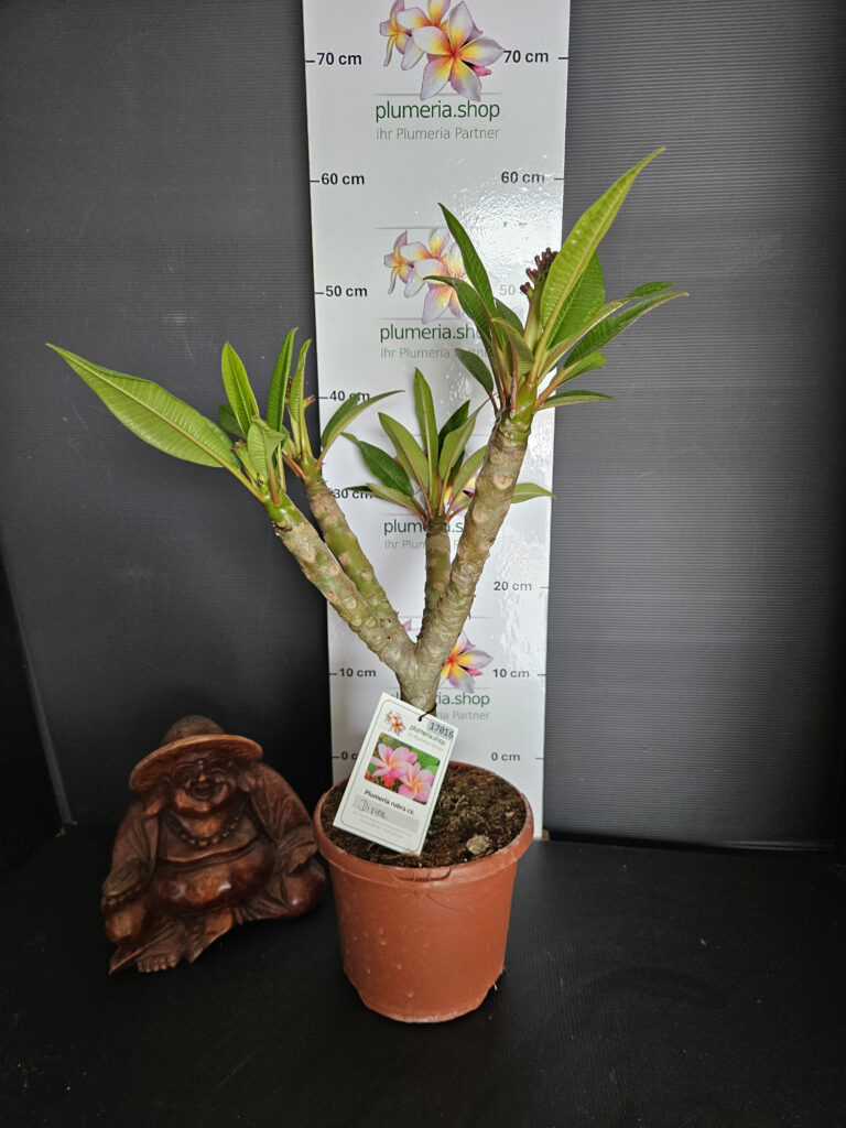 Plumeria rubra „Divine“ #17016