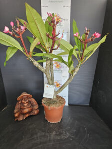 Plumeria rubra „Messina“ #17090