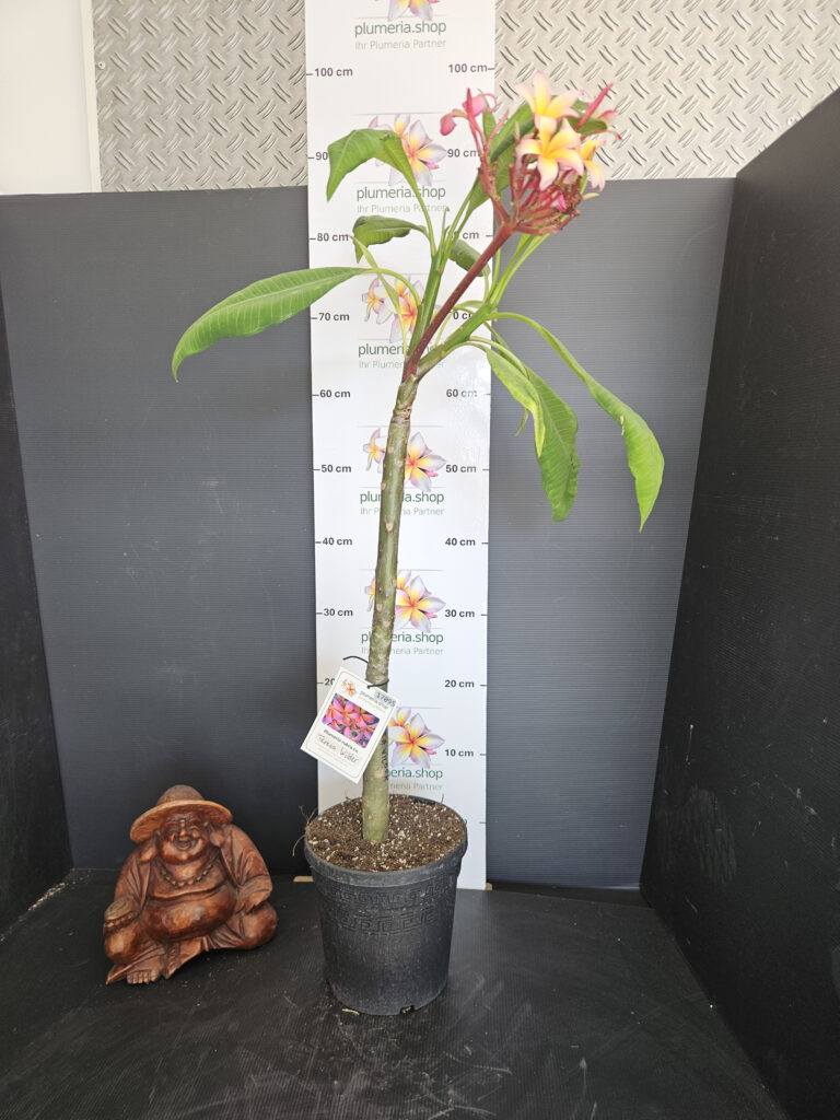 Plumeria rubra „Teresa Wilder“ #17095