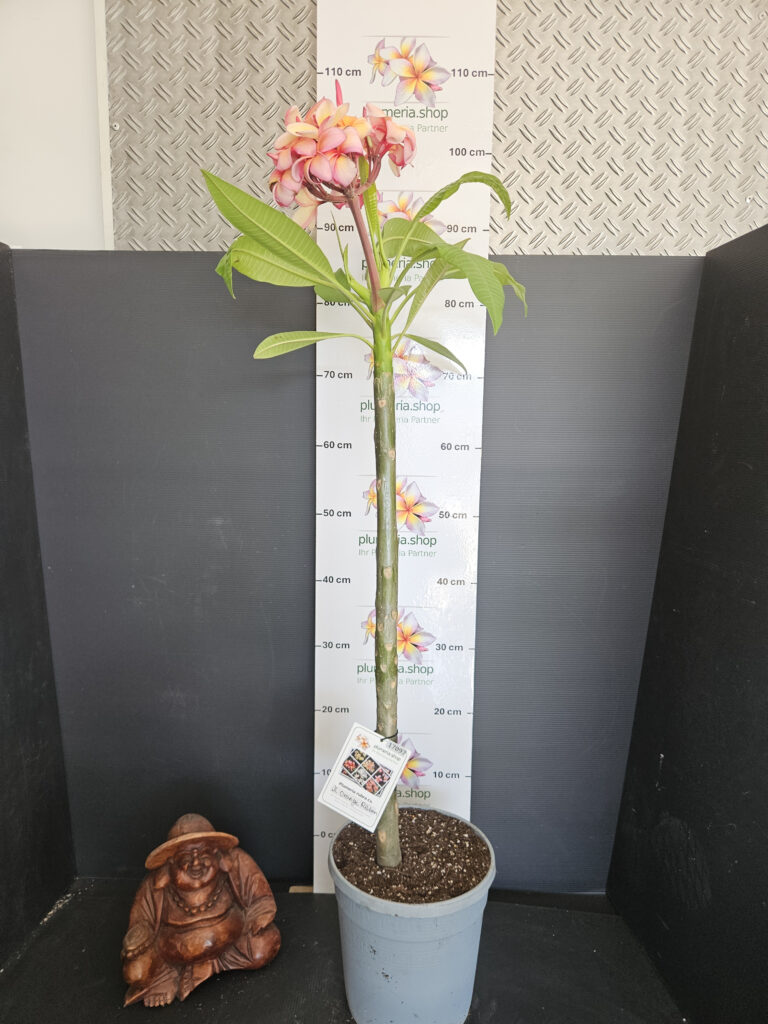 Plumeria rubra „JL Orange Ribbon“ #17097
