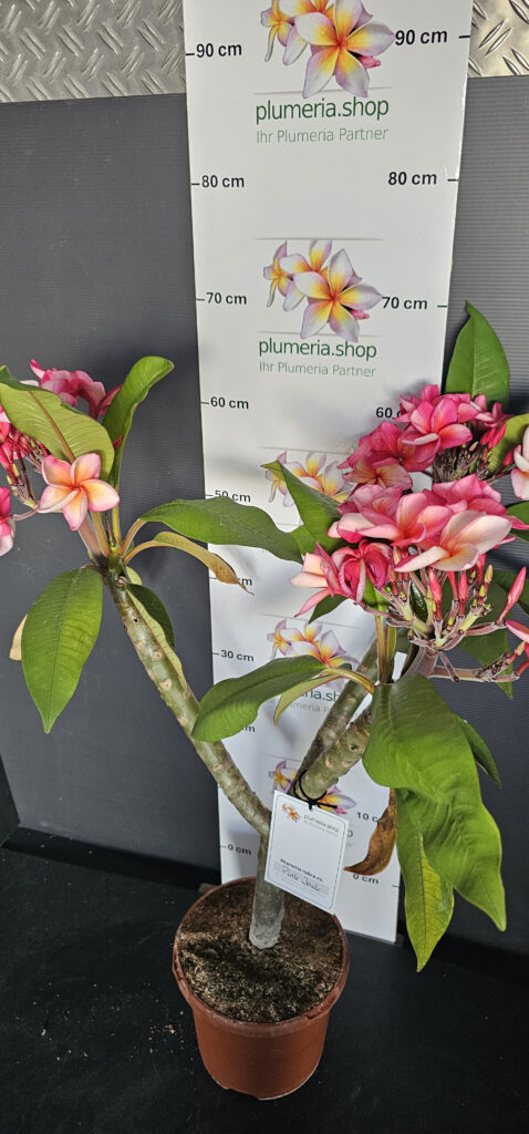 Plumeria rubra „Pink Jack“ #17146